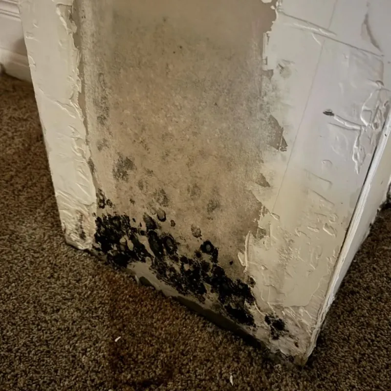 Professional Mold Removal in Brookville, PA